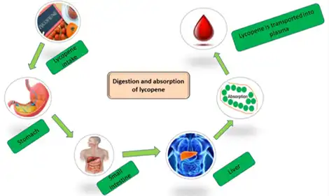 What are the Absorption and Metabolism of Lycopene Powder?